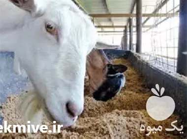 خرید مکمل های دامی سفارشی وارداتی در فارس در گروه دارو و داروخانه در یکمیوه -عکس1