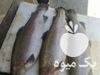 نیازمند پرورش ماهی یا استخر در اصفهان در گروه خرید و فروش تجهیزات ماهی در یکمیوه -عکس1