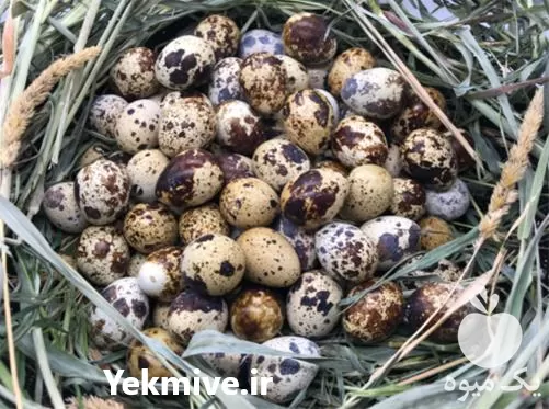 تخم بلدرچین ارگانیک خوراکی با کیفیت در گروه انواع تخم ها در یکمیوه -عکس1