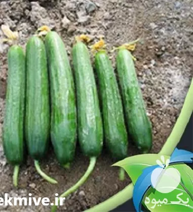 فروش بذر خیار گلخانه ای آبان در کرمان  در گروه خرید و فروش بذر خیار در یکمیوه -عکس1