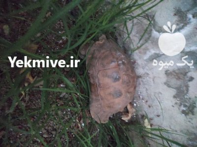 فروش لاک پشت در زرقان در گروه حیوانات خانگی در یکمیوه -عکس2