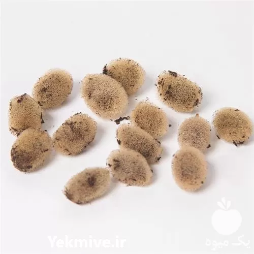 آموزش پرورش و تکثیر صنعتی حرفه ای زالو در تهران در گروه دوره آموزش کشاورزی در یکمیوه -عکس1