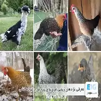 خرید آموزش اصول نگهداری پرورش مرغ در تهران در گروه دوره آموزش کشاورزی در یکمیوه