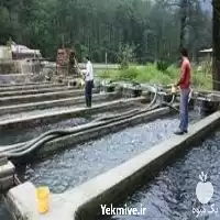 تخصصی آموزش پرورش ماهی قزل آلا در گروه دوره آموزش کشاورزی در یکمیوه