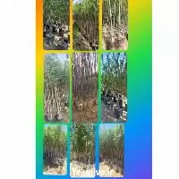 نهال درخت غیر مثمر با بن در تهران در گروه خرید و فروش نهال درخت در یکمیوه