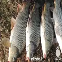 دوره پرورش ماهی کپور در گروه دوره آموزش کشاورزی در یکمیوه