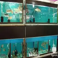 آموزش پرورش ماهی آکواریومی در تهران در گروه دوره آموزش کشاورزی در یکمیوه