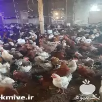 فروش جوجه مرغ تخمگذار یکروزه در تهران در گروه مرغ و خروس و بوقلمون و اردک قو قاز در یکمیوه