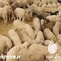 خرید مکمل غذایی گله دامی مکمل در آذربایجان شرقی در گروه گاو و گوسفند و میش و بز کهره گوساله در یکمیوه