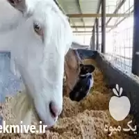 خرید مکمل های دامی سفارشی وارداتی در فارس در گروه دارو و داروخانه در یکمیوه