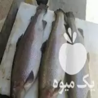 نیازمند پرورش ماهی یا استخر در اصفهان در گروه خرید و فروش تجهیزات ماهی در یکمیوه