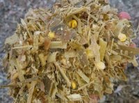 علوفه ای دون دار بسته بندی در اهواز در گروه خرید و فروش ذرت در یکمیوه