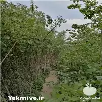 نهال زبان گنجشک نایلکسی در انواع در اصفهان در گروه خرید و فروش نهال در یکمیوه