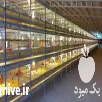 خرید تجهیز سالنهای مرغداری با قفس در تهران در گروه تجهیزات مرغداری در یکمیوه