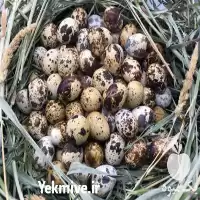 تخم بلدرچین ارگانیک خوراکی با کیفیت