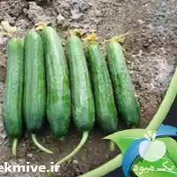 فروش بذر خیار گلخانه ای آبان در کرمان  در گروه خرید و فروش بذر خیار در یکمیوه
