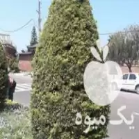 تراشی هرس شخم سمپاشی قطع درخت در عباس آباد در گروه هرس کاری در یکمیوه