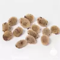 آموزش پرورش و تکثیر صنعتی حرفه ای زالو در تهران در گروه دوره آموزش کشاورزی در یکمیوه