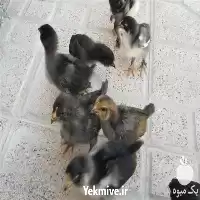 آگهی مشابه خرید جوجه خروس نژاد مرغ مرندی در مازندران در گروه مرغ و خروس و بوقلمون و اردک قو قاز در یکمیوه