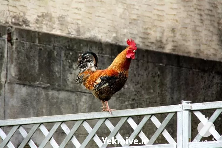 خرید جوجه خروس یک روزه بالغ در گروه مرغ و خروس و بوقلمون و اردک قو قاز در یکمیوه -عکس1