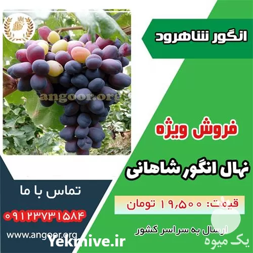 قیمت خرید نهال انگور شاهانی مکی در سمنان در گروه خرید و فروش نهال انگور در یکمیوه -عکس1