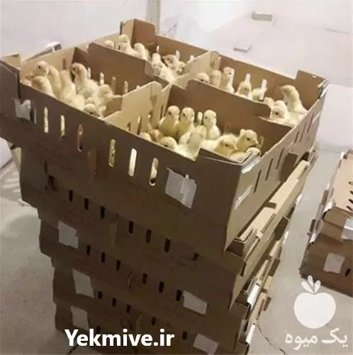 فروش بوقلمون از شش روزه تا در تهران در گروه مرغ و خروس و بوقلمون و اردک قو قاز در یکمیوه -عکس1