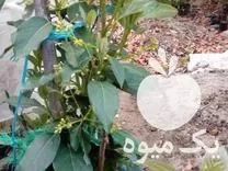 فروش نهال پیوندی آواکادو در تنکابن در گروه خرید و فروش نهال در یکمیوه -عکس1
