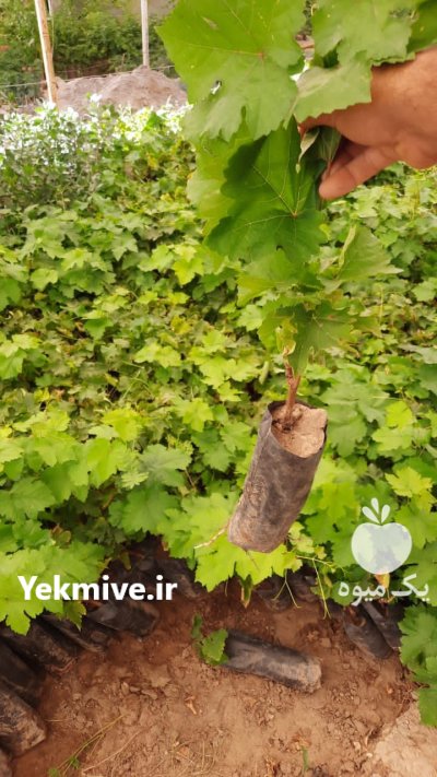 فروش نهال انگور کلی و جزیی در بیرجند در گروه خرید و فروش نهال انگور در یکمیوه -عکس1