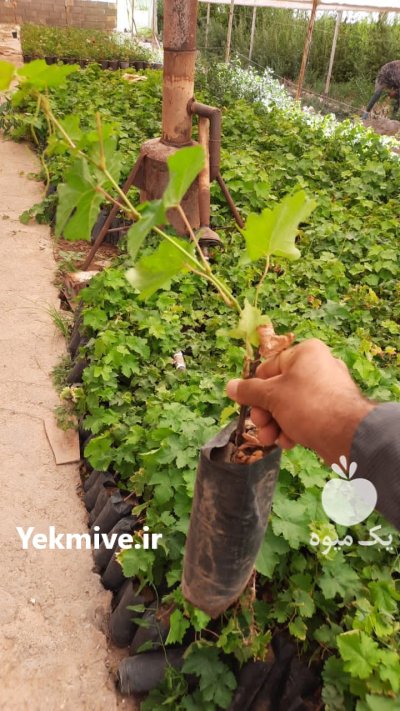 فروش نهال انگور کلی و جزیی در بیرجند در گروه خرید و فروش نهال انگور در یکمیوه -عکس2