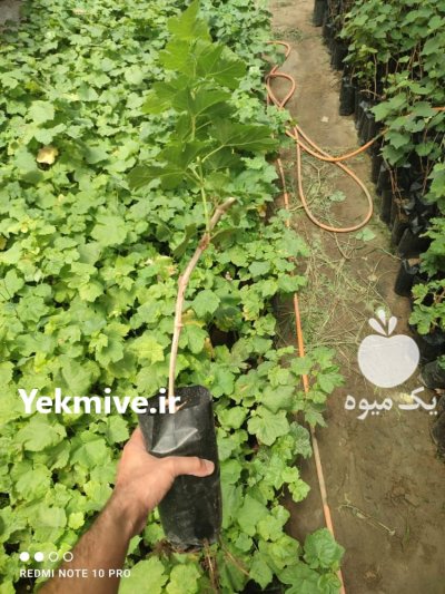 فروش نهال انگور کلی و جزیی در بیرجند در گروه خرید و فروش نهال انگور در یکمیوه -عکس3