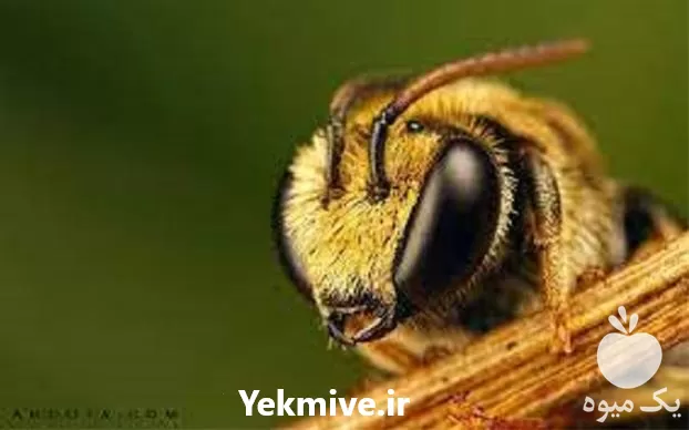 قیمت خرید پرورش ملکه زنبور در تهران در گروه خرید و فروش زنبورعسل در یکمیوه -عکس1
