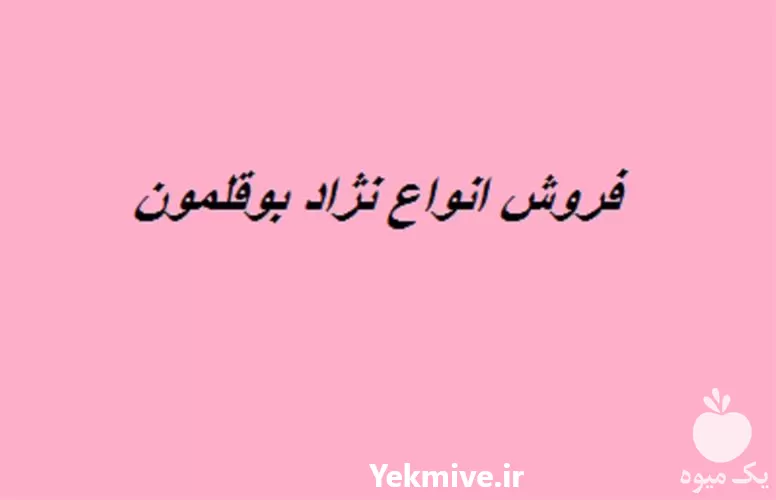 جوجه یک روزه گوشتی با بهترین در گروه مرغ و خروس و بوقلمون و اردک قو قاز در یکمیوه -عکس1