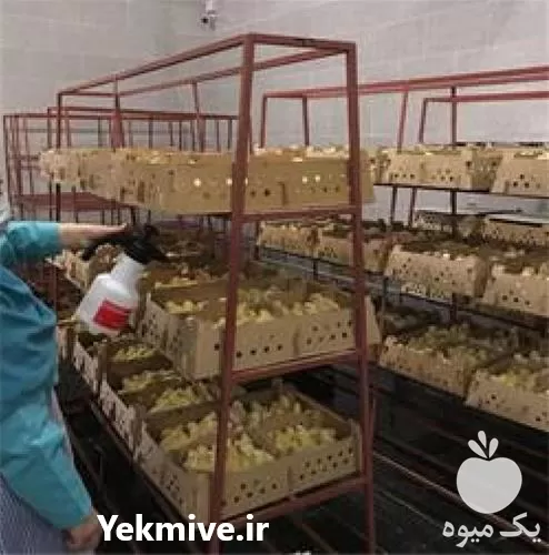 بوقلمون پرورشی در نژاد های مختلف در تهران در گروه مرغ و خروس و بوقلمون و اردک قو قاز در یکمیوه -عکس1