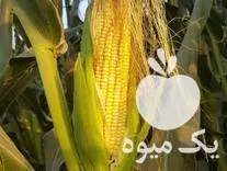 خرید ذرت چاپر بسته بندی و فله در گروه خرید و فروش ذرت در یکمیوه -عکس1