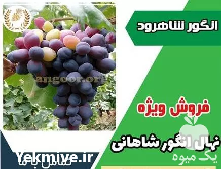 قیمت خرید نهال انگور شاهانی مکی در گروه خرید و فروش نهال انگور در یکمیوه -عکس1