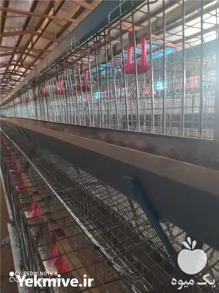 خرید و نصب قفس مرغ تخمگذار در گروه تجهیزات مرغداری در یکمیوه -عکس1