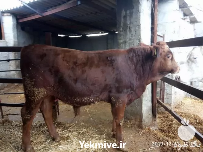 گوساله سیمینتال نر قطع شیر شیرخوار در آذربایجان غربی در گروه گاو و گوسفند و میش و بز کهره گوساله در یکمیوه -عکس1