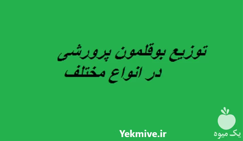 خرید توزیع بوقلمون پرورشی در انواع در تهران در گروه مرغ و خروس و بوقلمون و اردک قو قاز در یکمیوه -عکس1