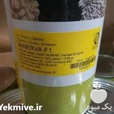 فروش عرضه بذر پیاز مینروا در کرمان  در گروه خرید و فروش بذر پیاز در یکمیوه -عکس1