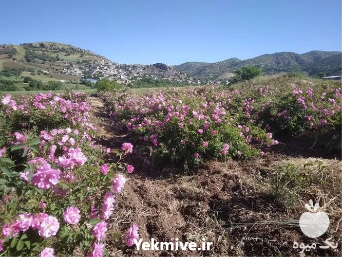 خرید گل محمدی مرغوب در آذربایجان غربی در گروه خرید و فروش گیاهان دارویی در یکمیوه -عکس1
