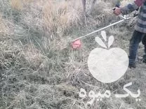 علفزنی و سم پاشی و شخم زنی در تبریز در گروه خدمات باغبانی در یکمیوه -عکس1