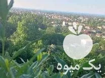 باغبانی شخم زدن باغبان کارگر هرس در گروه هرس کاری در یکمیوه -عکس1