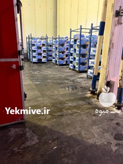 موز هندی پریمیوم برند اسکای در قم در گروه خرید و فروش موز در یکمیوه -عکس3