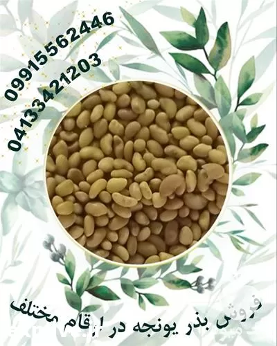 بذر یونجه با بهترین قیمت بازار در گروه خرید و فروش بذر یونجه در یکمیوه -عکس1