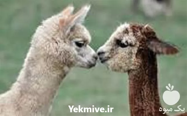 آموزش تخصصی پرورش لاما در گروه دوره آموزش کشاورزی در یکمیوه -عکس1