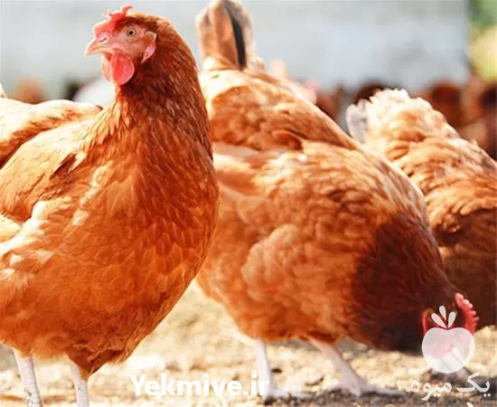 قیمت خرید مرغ تخم گذار رنگی در تهران در گروه مرغ و خروس و بوقلمون و اردک قو قاز در یکمیوه -عکس1