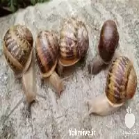 آموزش پرورش حلزون طبی و خوراکی در تهران در گروه دوره آموزش کشاورزی در یکمیوه