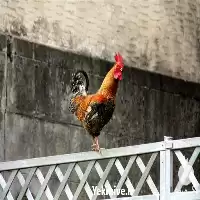 خرید جوجه خروس یک روزه بالغ در گروه مرغ و خروس و بوقلمون و اردک قو قاز در یکمیوه