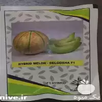 فروش بذر ملون شاهپسند F 1 در گروه خرید و فروش بذر ملون در یکمیوه