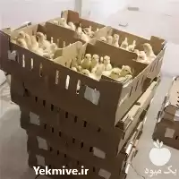 فروش بوقلمون از شش روزه تا در تهران در گروه مرغ و خروس و بوقلمون و اردک قو قاز در یکمیوه